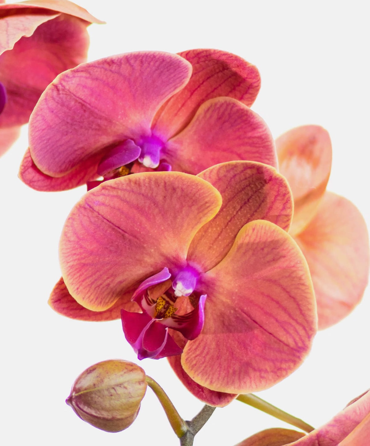 Bloomsy Orchid Flower Subscription