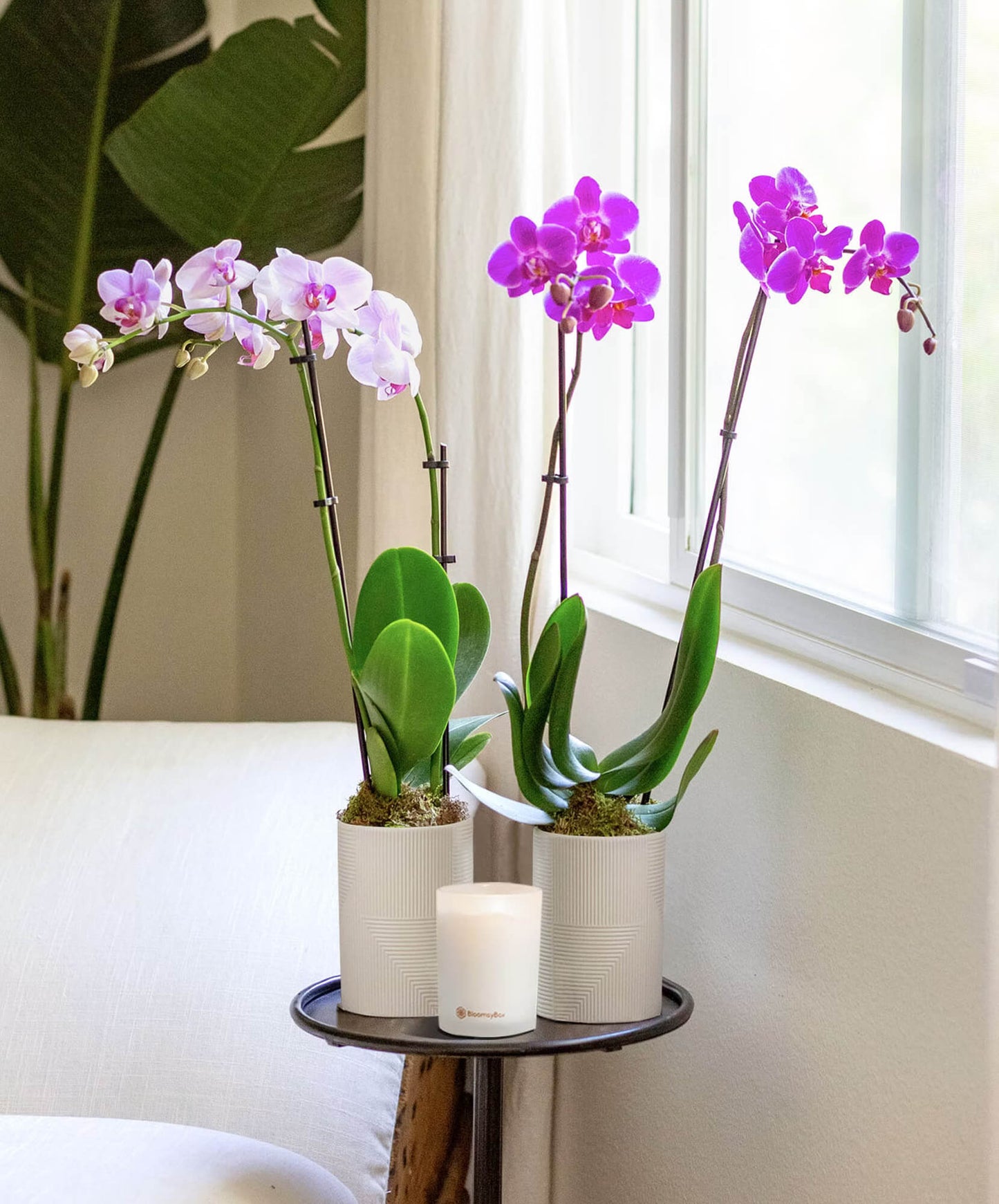 Bloomsy Orchid Flower Subscription